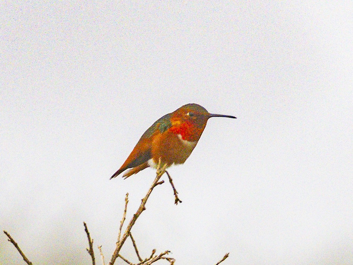 Allen's Hummingbird - ML646954860