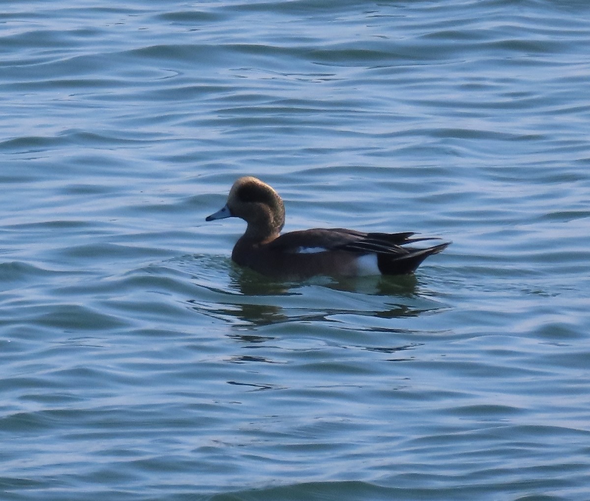 Amerika Fiyusu - ML646954861