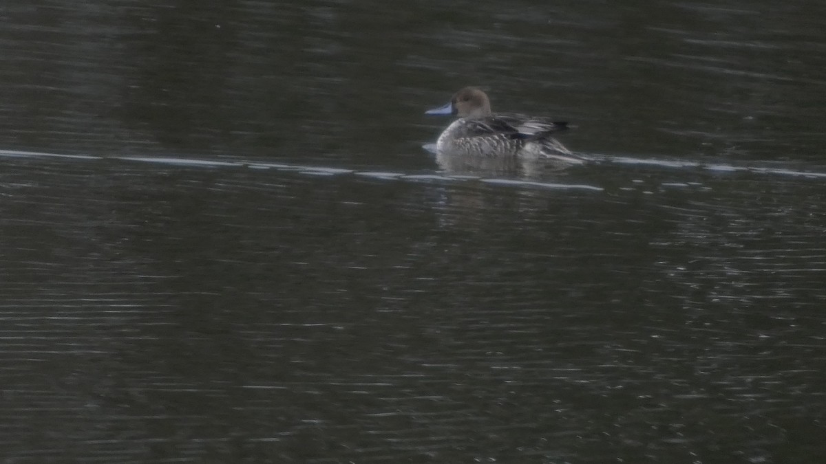 stjertand - ML646954862