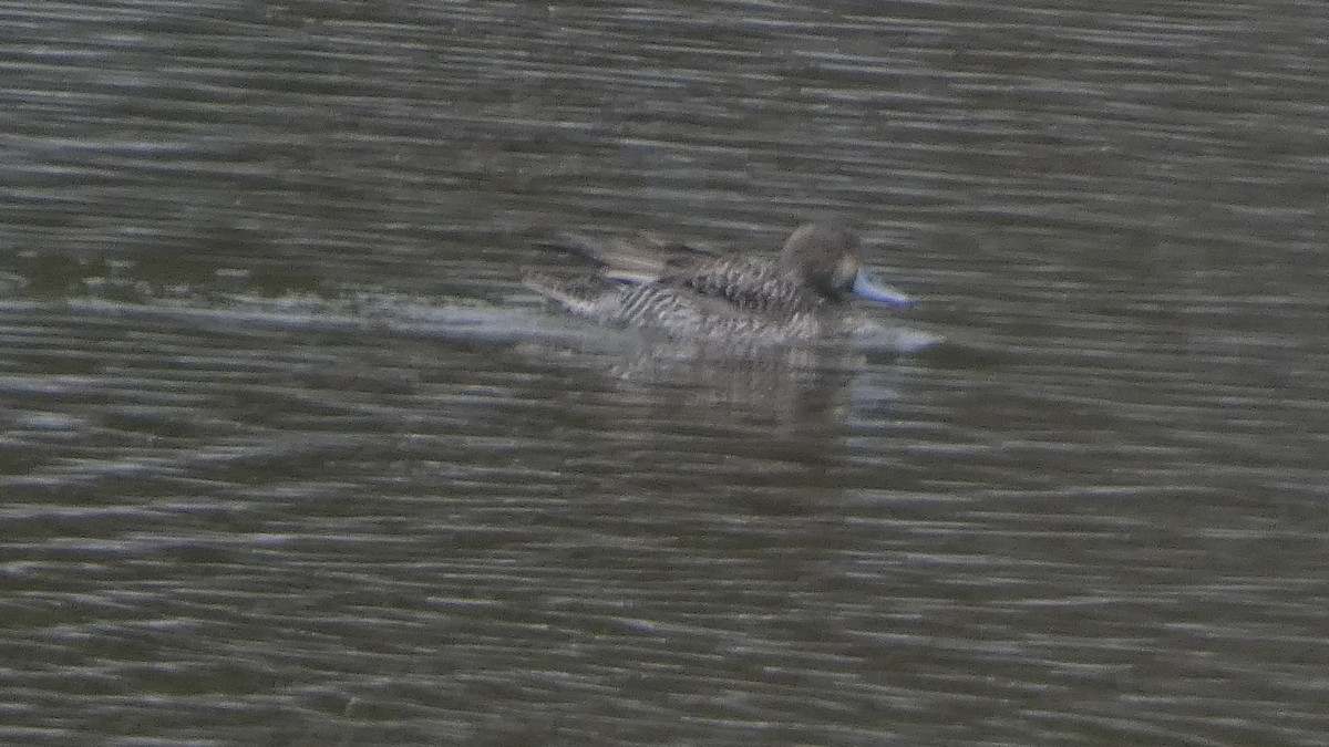 stjertand - ML646954863