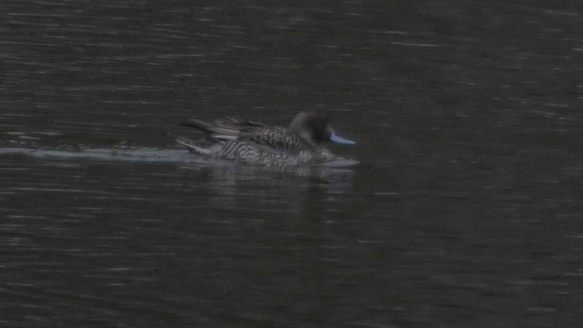 stjertand - ML646954864