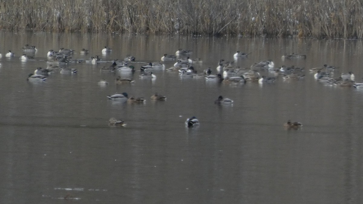 stjertand - ML646954865