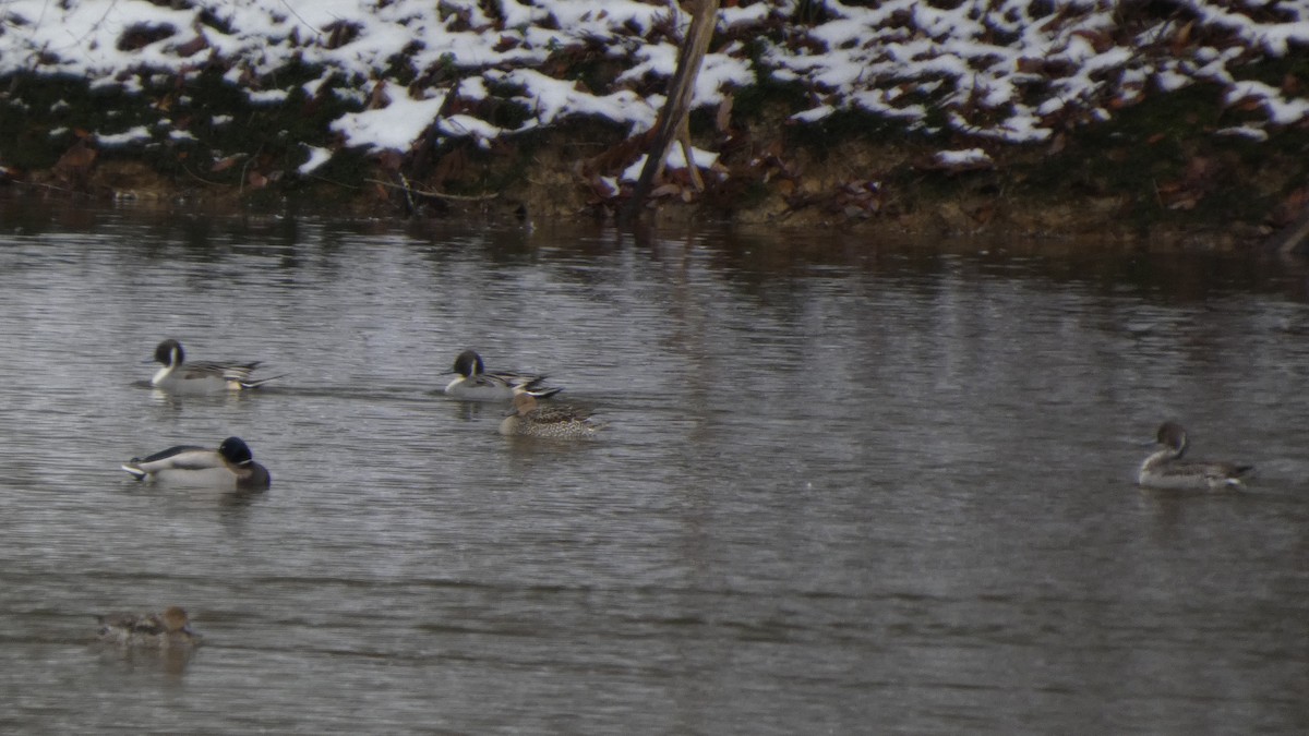 stjertand - ML646954866