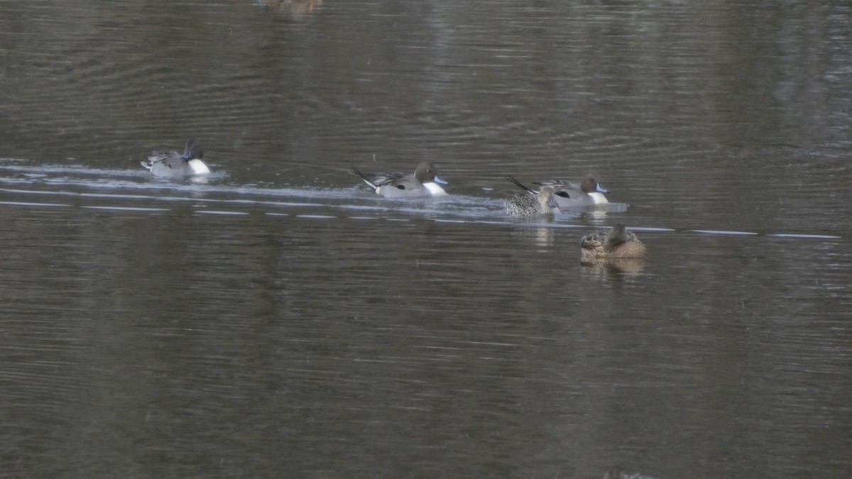 stjertand - ML646954867