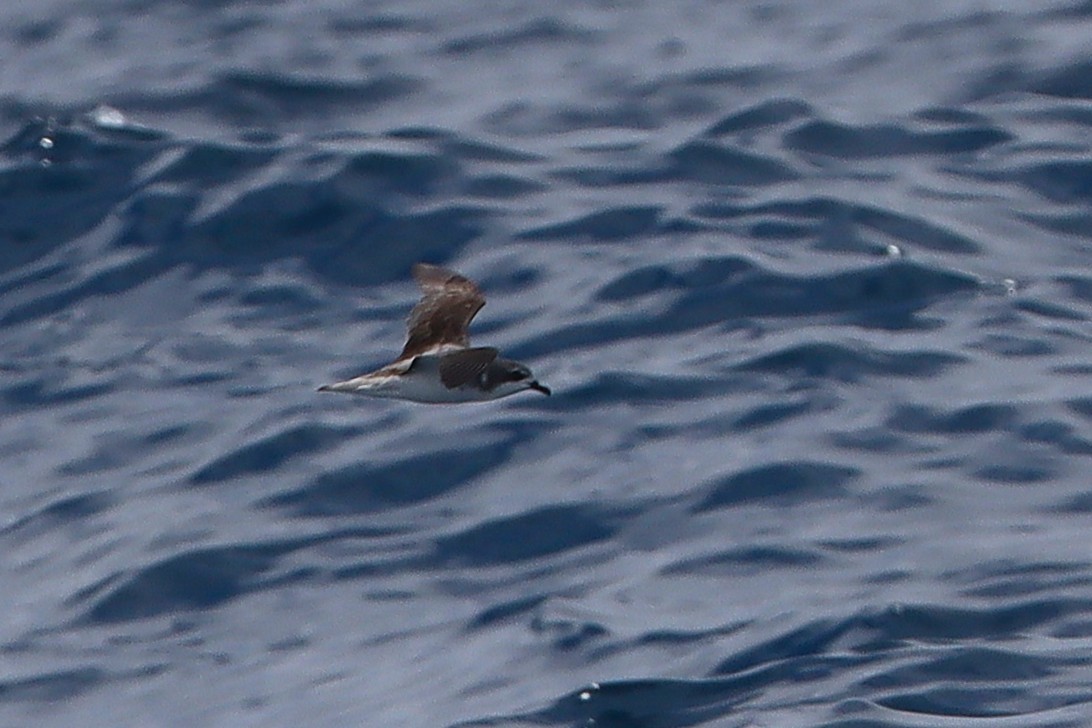 Cook's Petrel - ML646954871