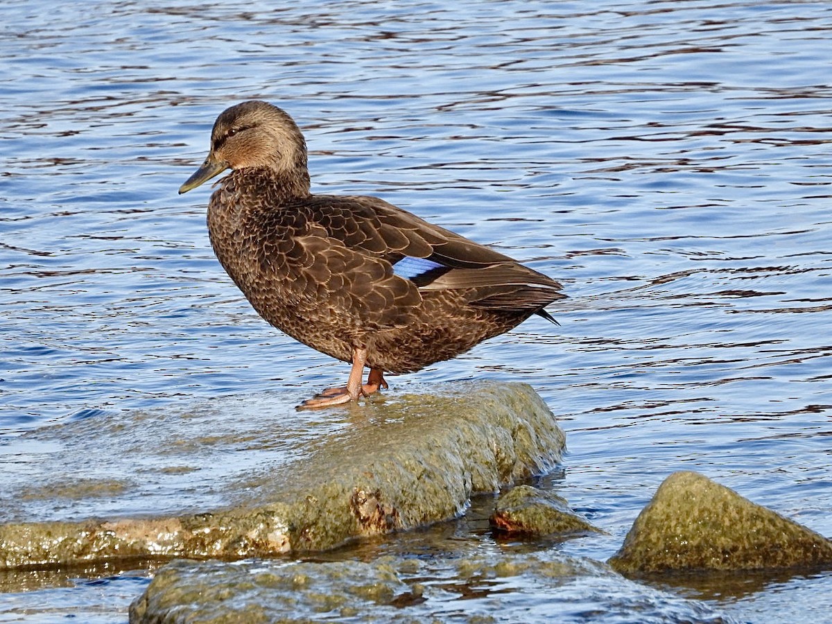 American Black Duck - ML646954872