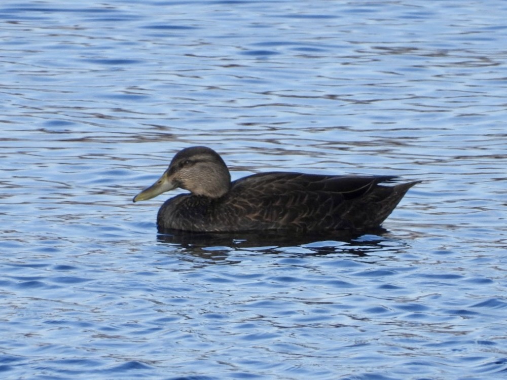 American Black Duck - ML646954873