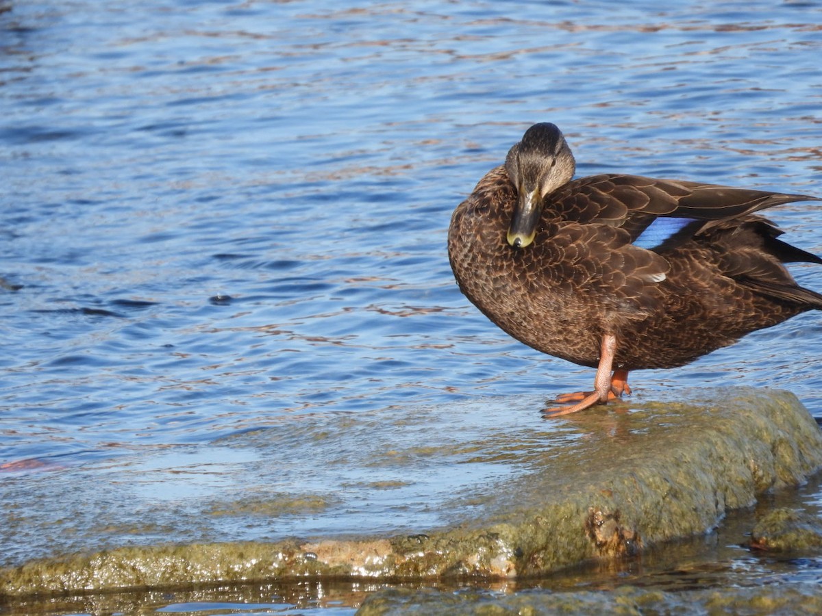 American Black Duck - ML646954874