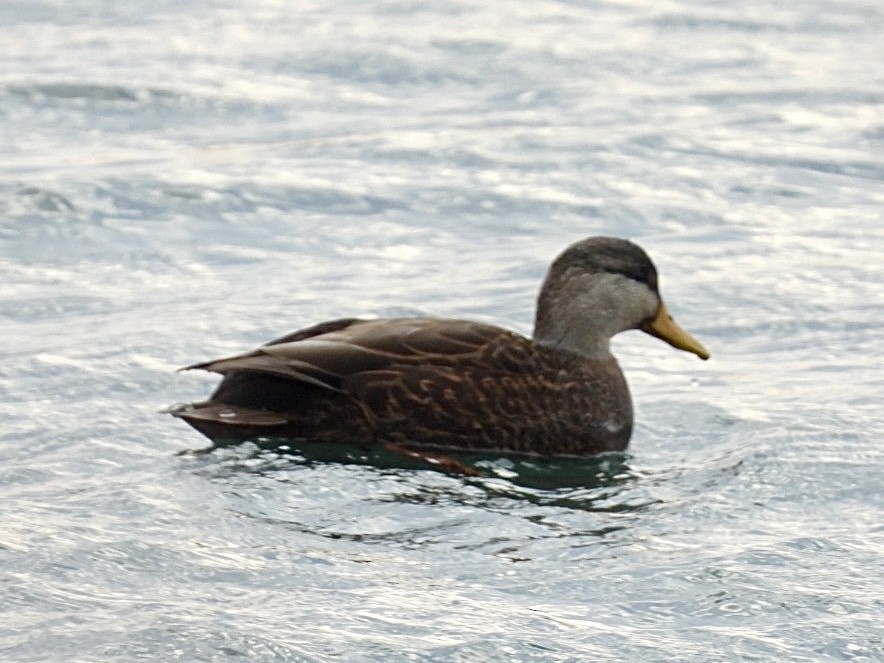 American Black Duck - ML646954875