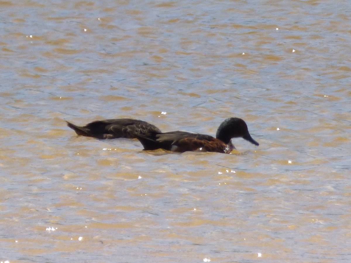 Chestnut Teal - ML646954878