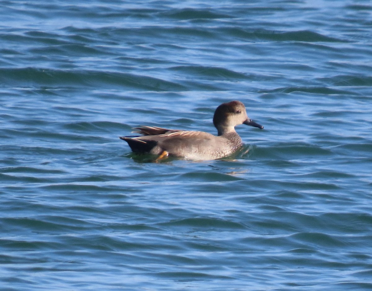 赤膀鴨 - ML646954883