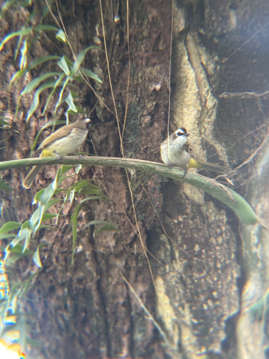 Yellow-vented Bulbul - ML646954884