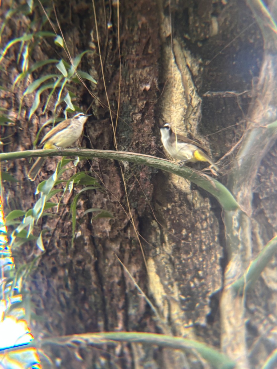 Yellow-vented Bulbul - ML646954885