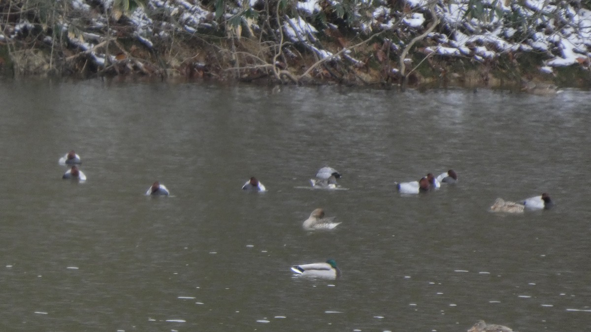 taffeland - ML646954886