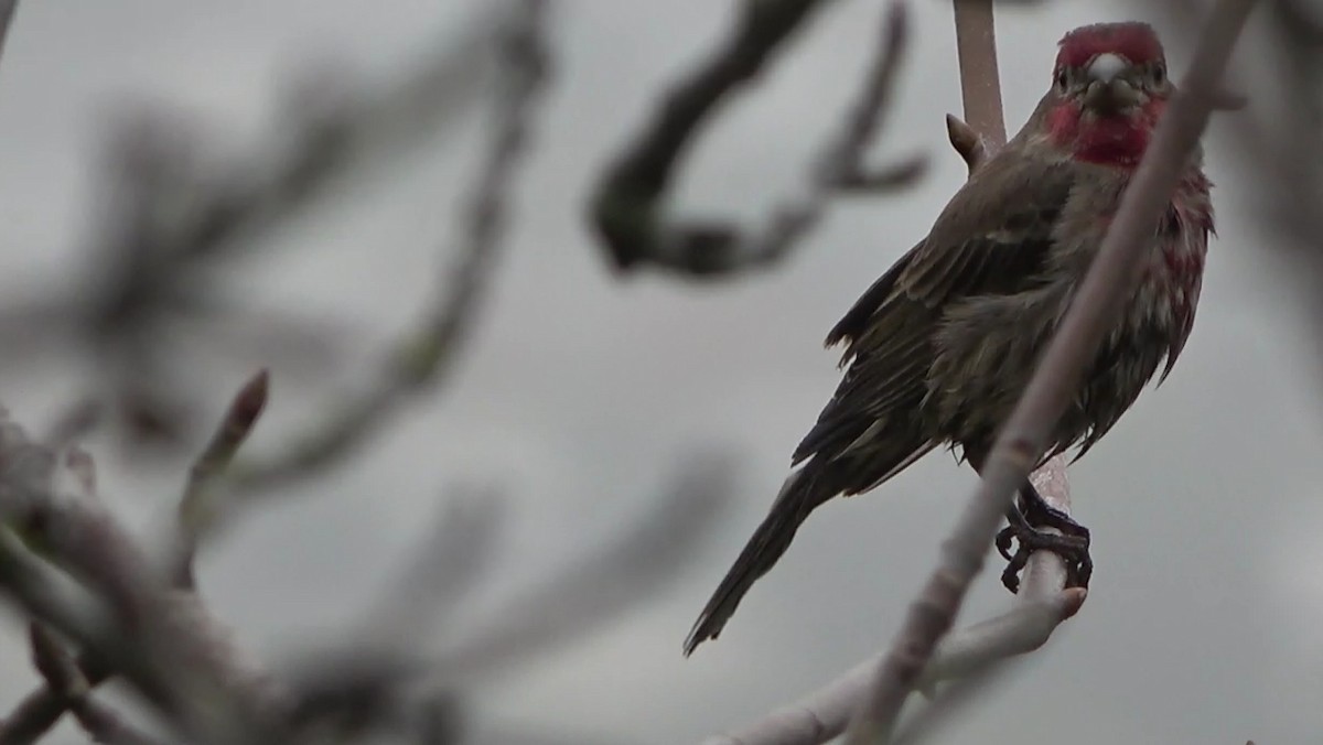 Roselin familier - ML646954889