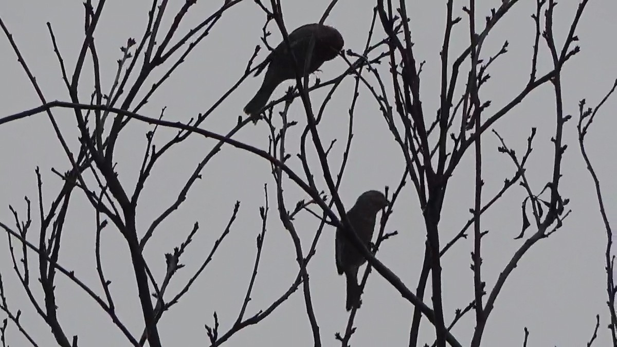 Roselin familier - ML646954890