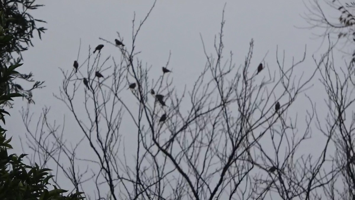 Roselin familier - ML646954891