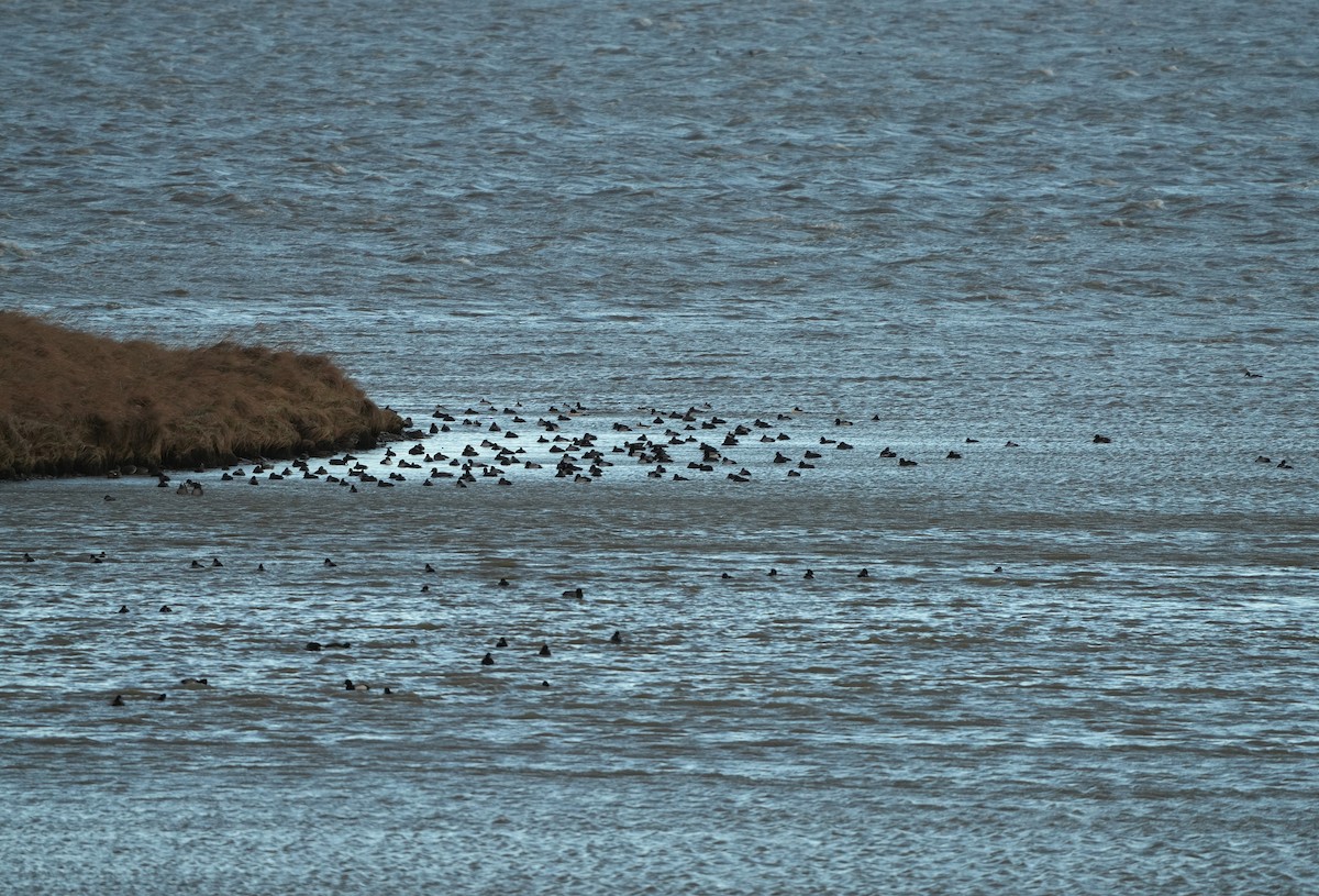 Greater Scaup - ML646954895