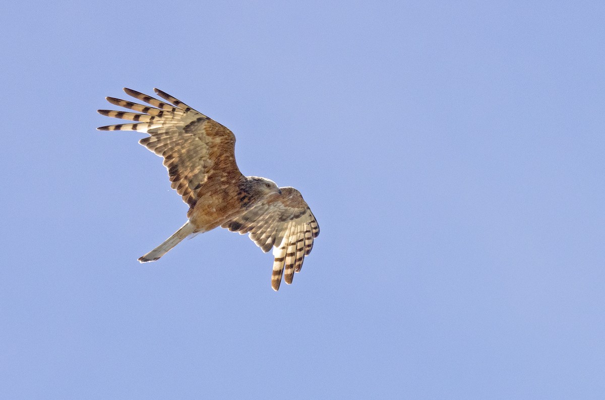 Square-tailed Kite - ML646954898