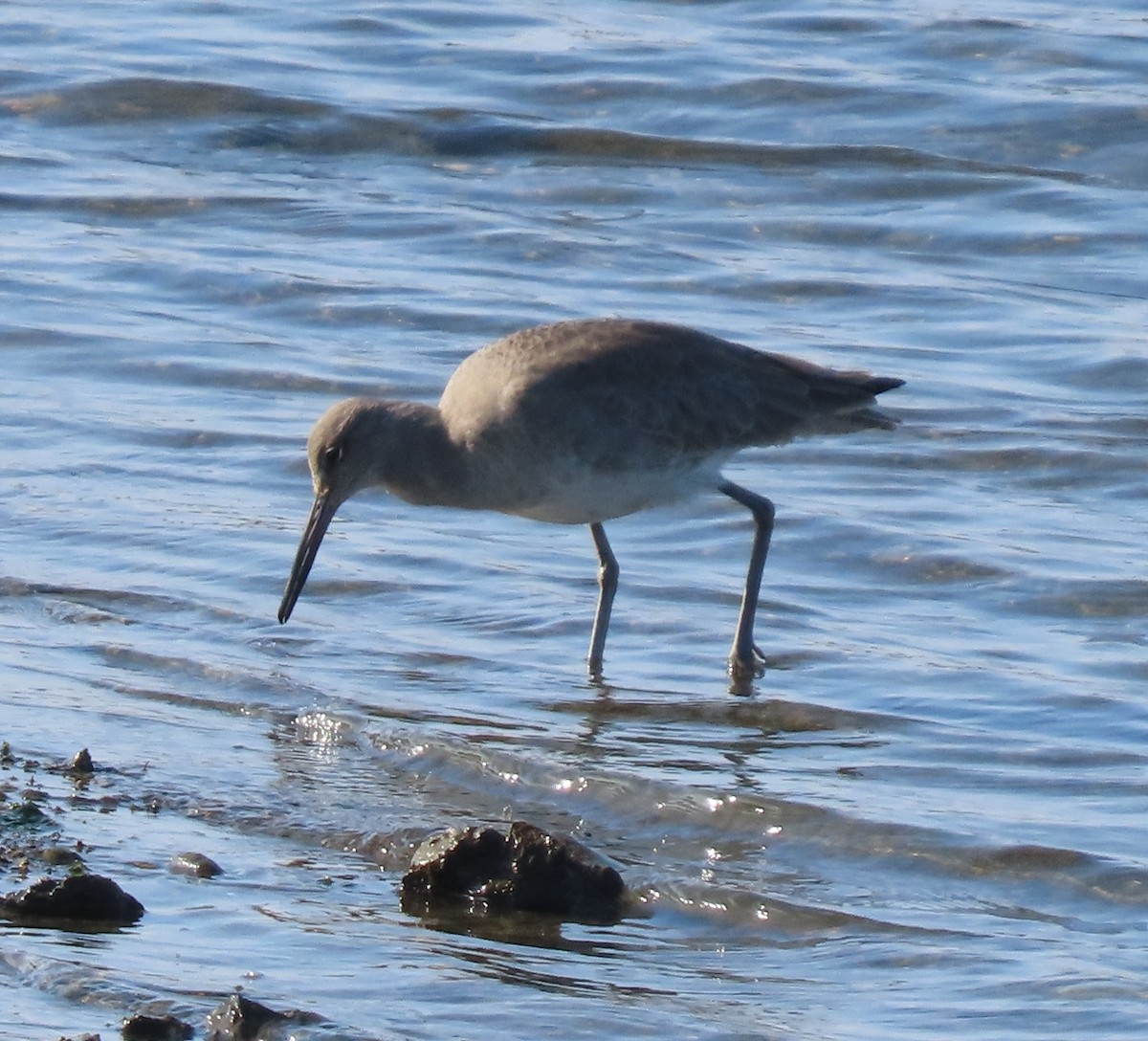 Willet - ML646954900
