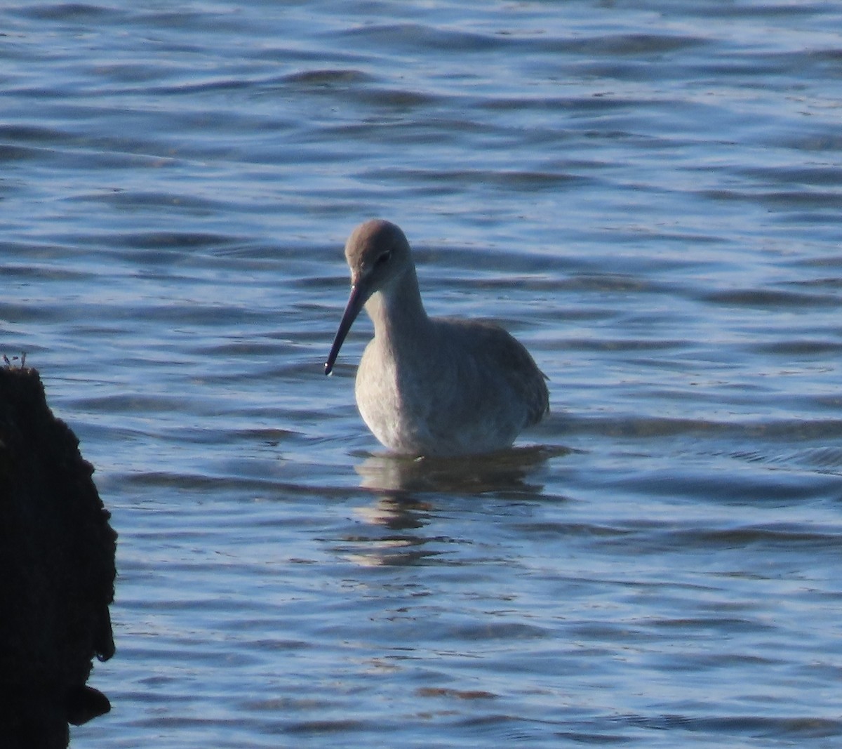 Willet - ML646954911