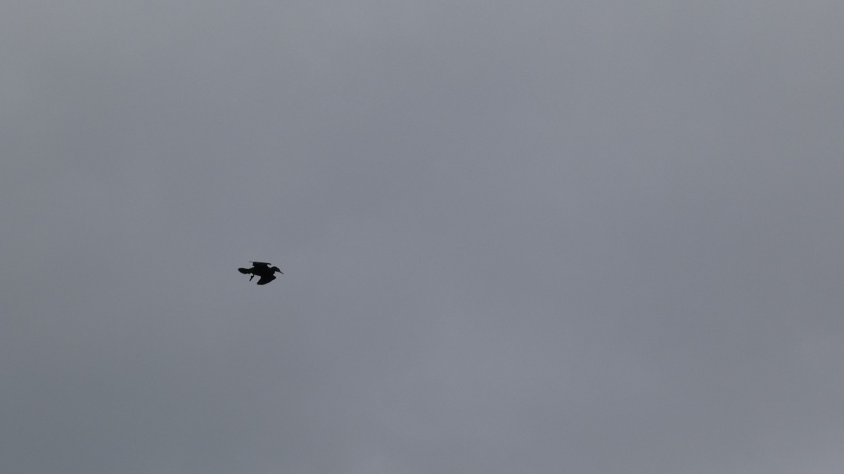 storskarv - ML646954912