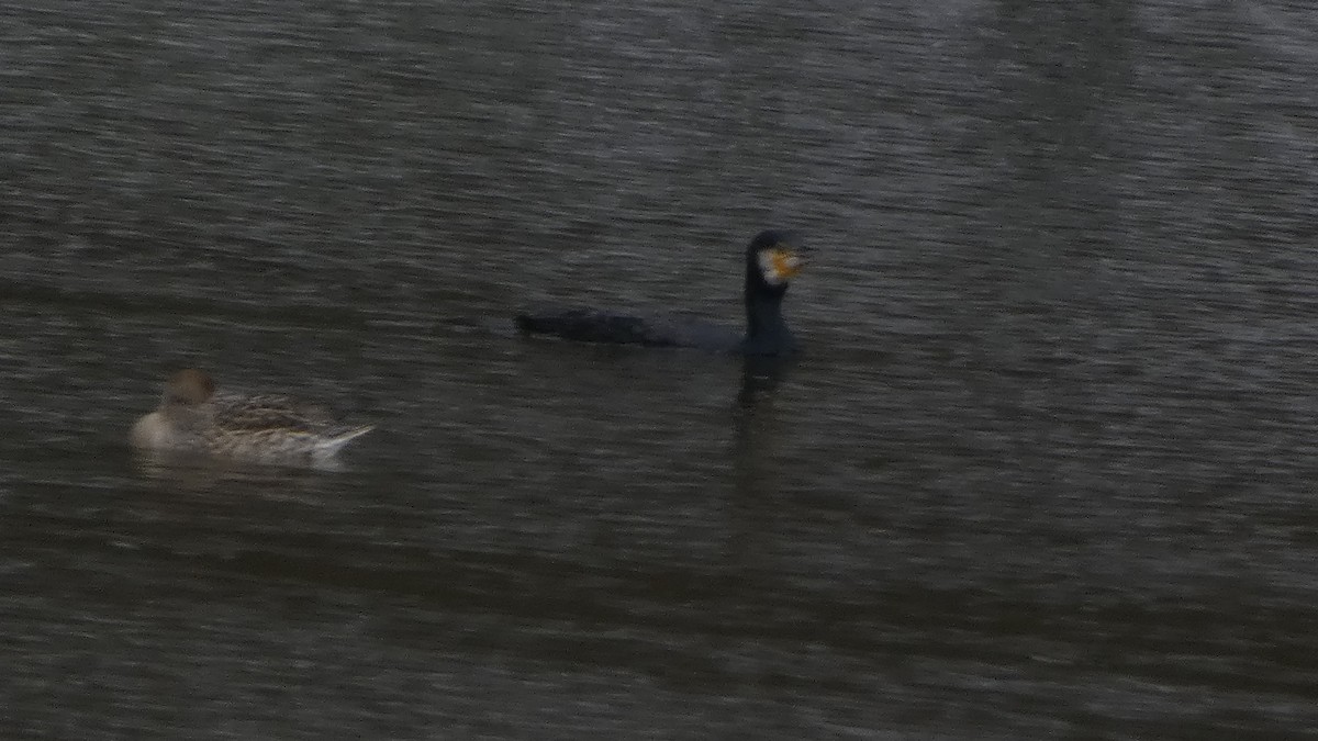 storskarv - ML646954913