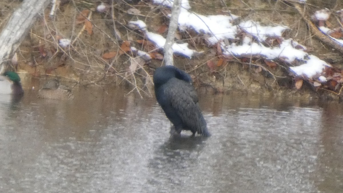 storskarv - ML646954914