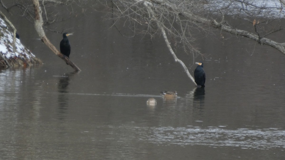 storskarv - ML646954915