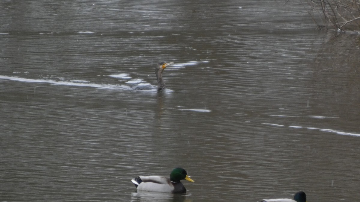 storskarv - ML646954916