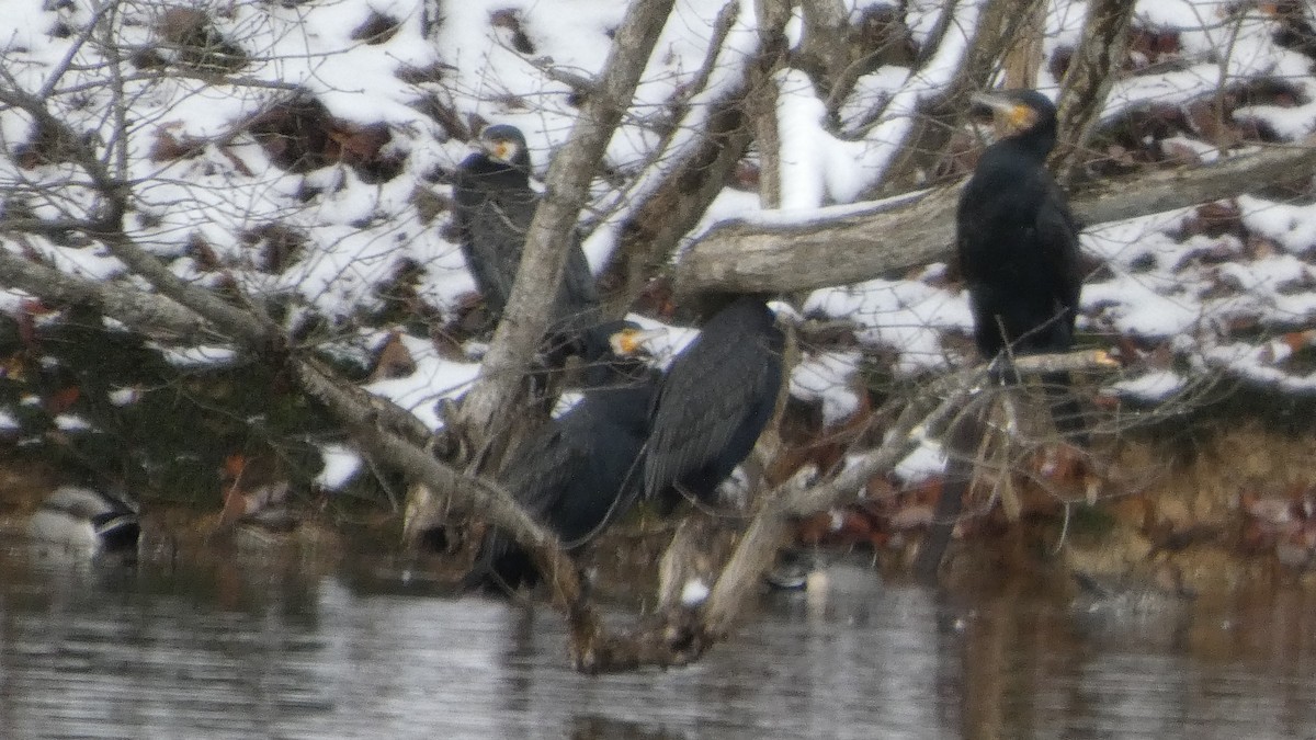 storskarv - ML646954917