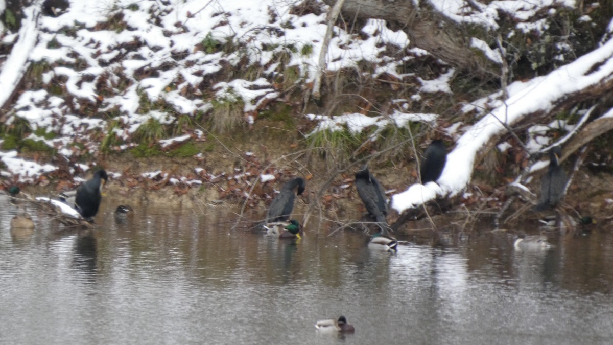 storskarv - ML646954918