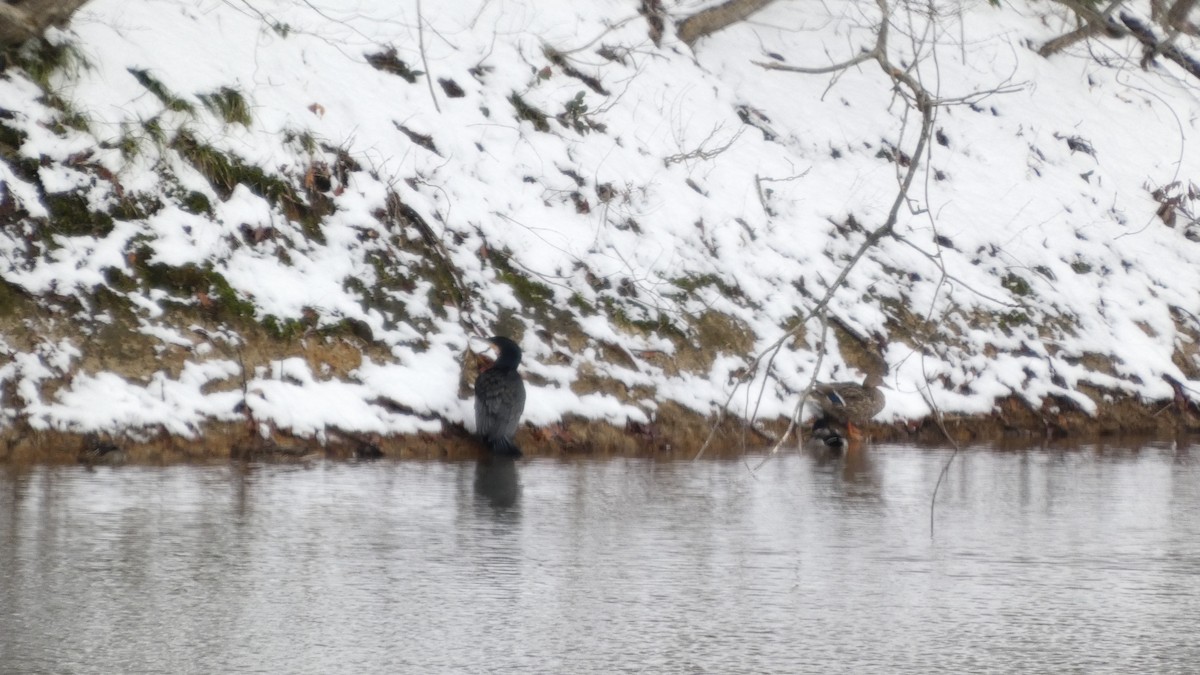 storskarv - ML646954919