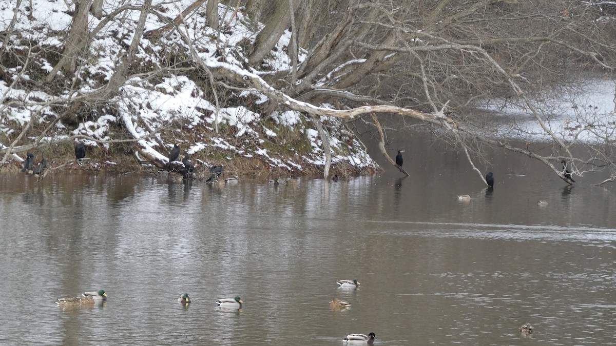 storskarv - ML646954920