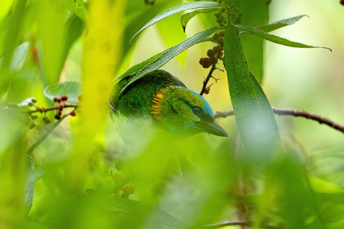 Синелицый бородастик - ML646954924