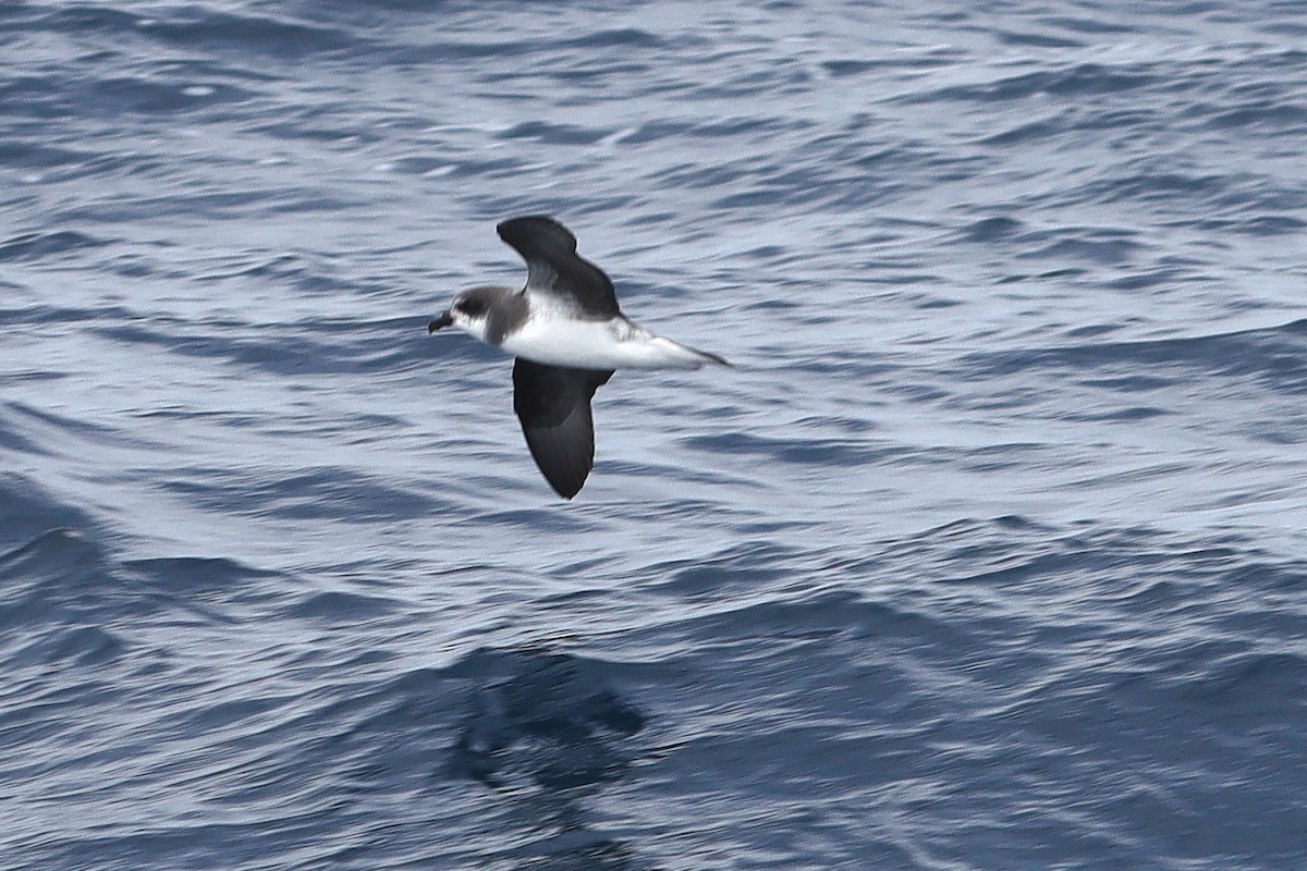 Soft-plumaged Petrel - ML646954925