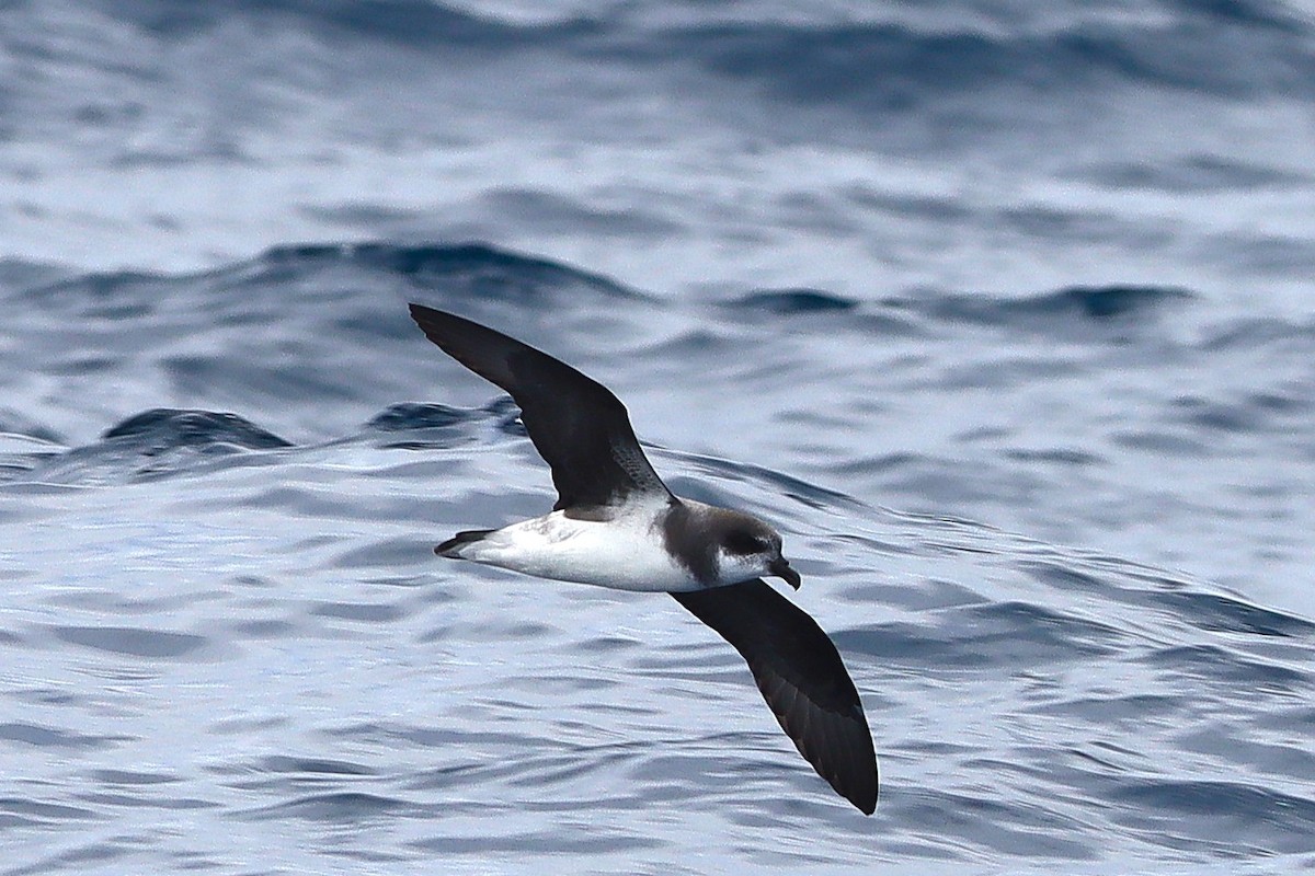 Soft-plumaged Petrel - ML646954926