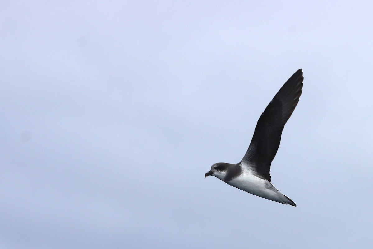 Soft-plumaged Petrel - ML646954927