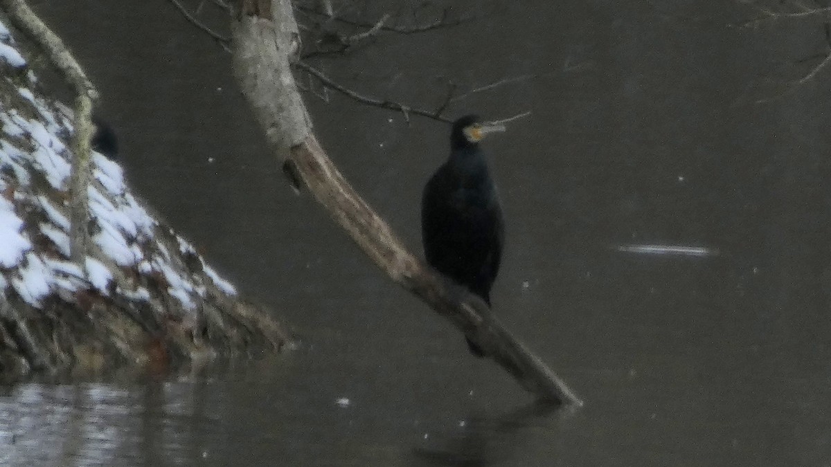 storskarv - ML646954932