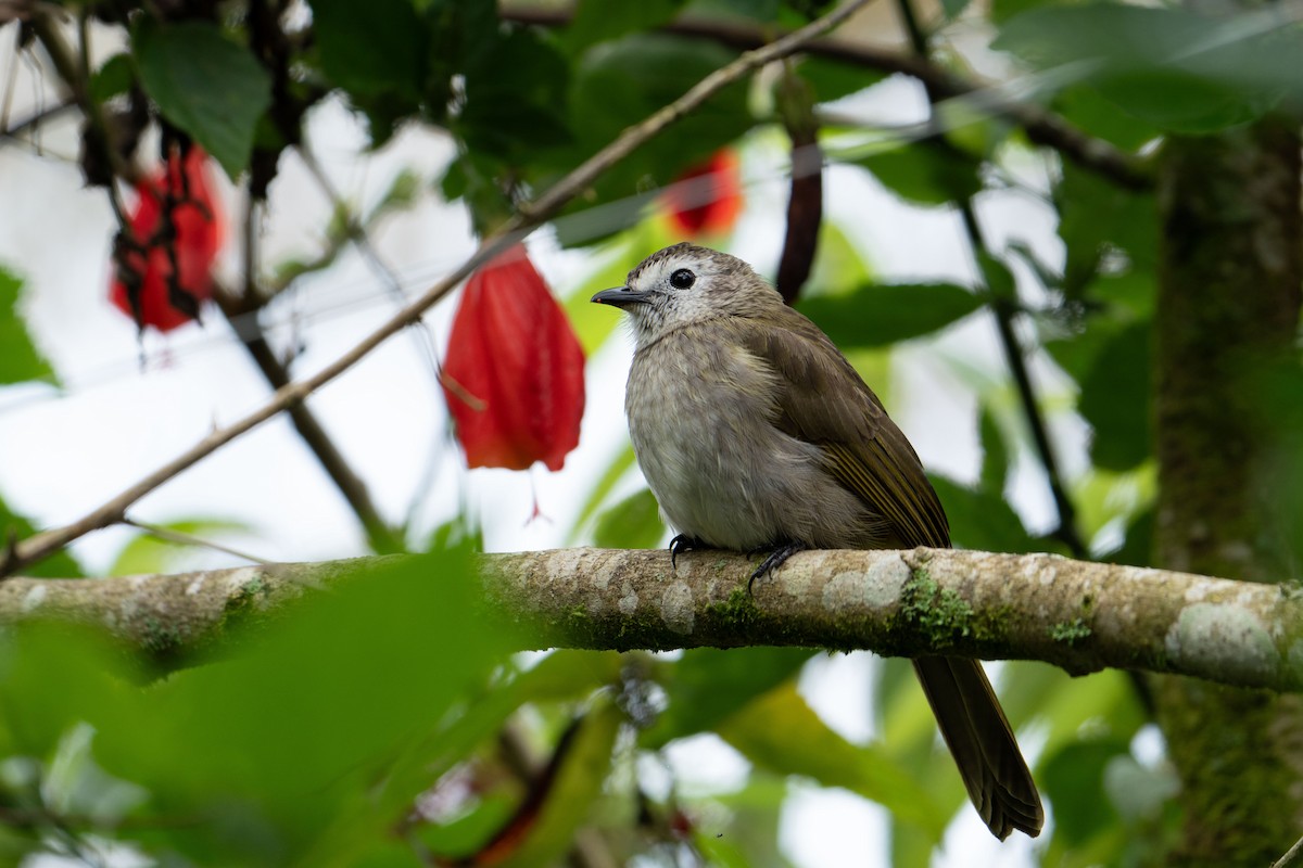 Pale-faced Bulbul - ML646954933