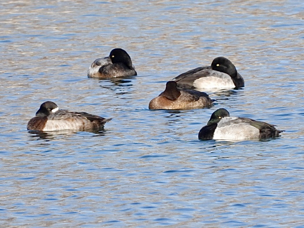 Greater Scaup - ML646954934