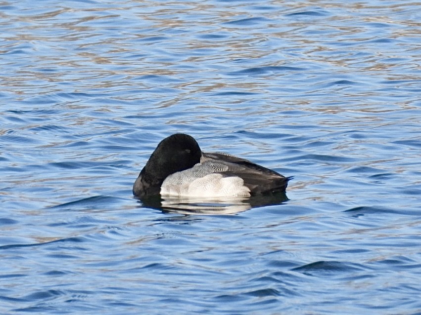 Greater Scaup - ML646954935