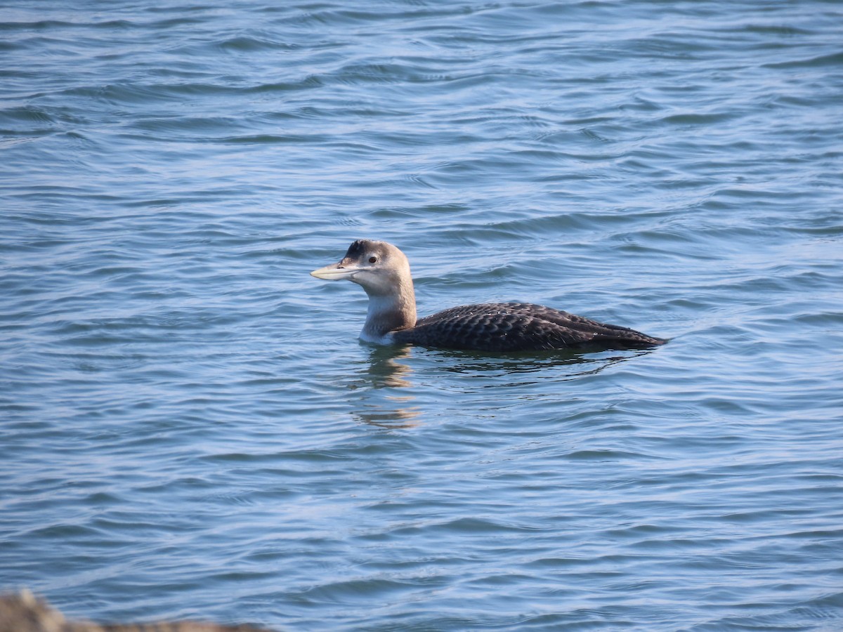 Yellow-billed Loon - ML646954936