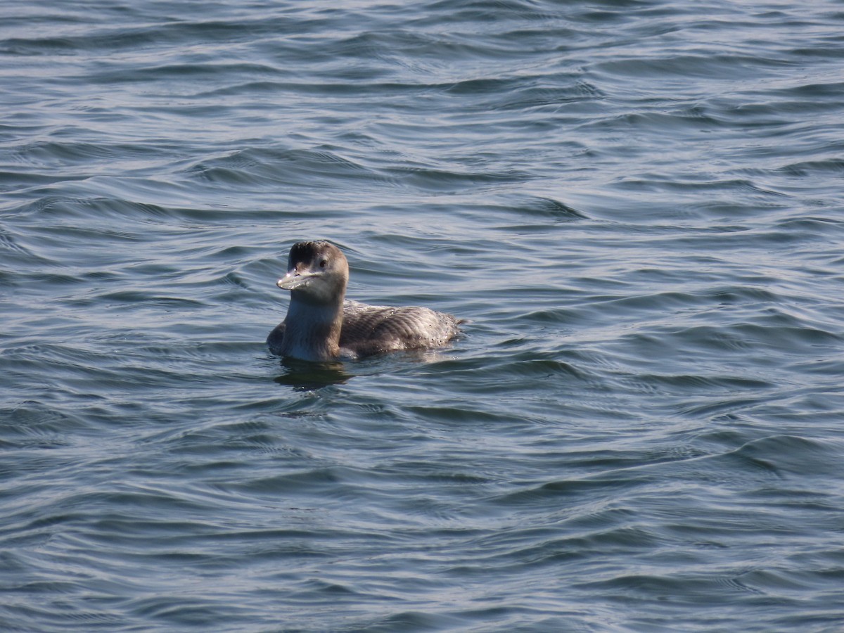 Yellow-billed Loon - ML646954939