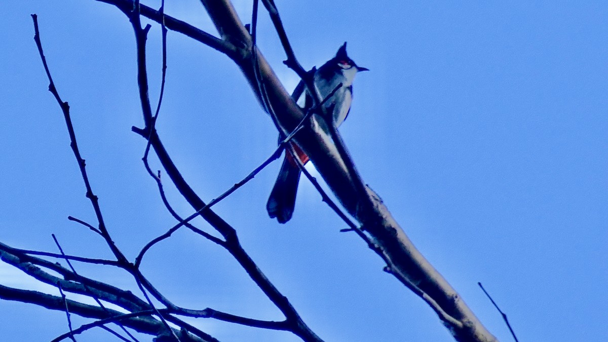 בולבול אדום-שפם - ML646954945