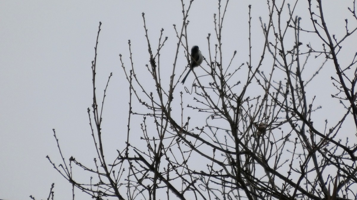 stjertmeis - ML646954946