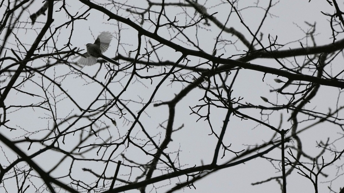 stjertmeis - ML646954947