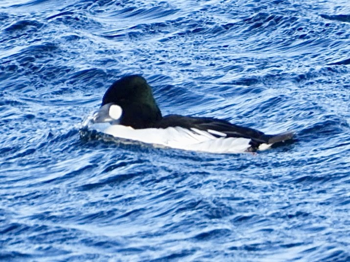 Common Goldeneye - ML646954963