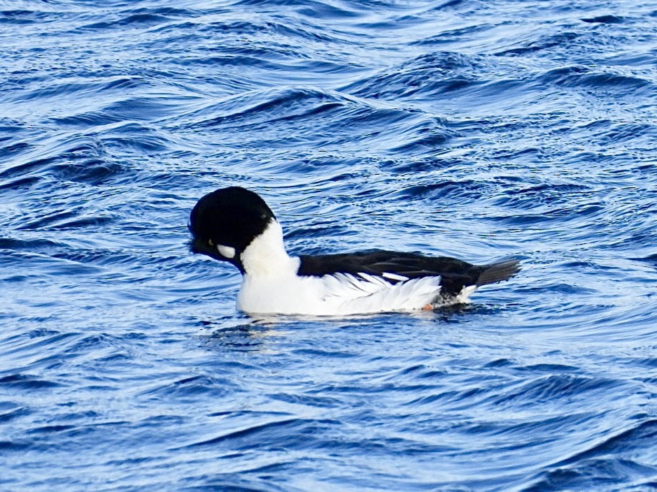 Common Goldeneye - ML646954964