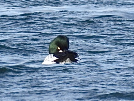 Common Goldeneye - ML646954965